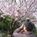 好春長在、好花盛開，快拍下今年最美的淡水天元宮吉野櫻吧！