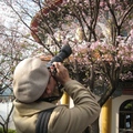 淡水天元宮每一株盛開的櫻花樹下，總是擠滿搶鏡頭拍照的人，好一個「紅櫻花下死，做鬼也風流」