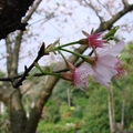淡水天元宮的春櫻特別美，每年都會引來許多賞花的遊客