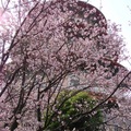 淡水天元宮的吉野櫻綻放了，真是「花枝春滿」的景像