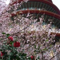 粉嫩的櫻花，艷紅的茶花，都圍繞著淡水天元宮主建物綻放了