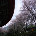 這是圍繞在「真元天壇」建物旁的吉野櫻盛開的景像