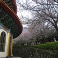 圍繞在「真元天壇」建物旁的吉野櫻盛開了！引來無數賞花的遊客