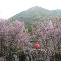 這是淡水天元宮吉野櫻盛開時的景色