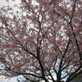 花箋寄情--淡水天元宮的櫻花熱烈奔放