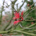 花箋寄情--淡水天元宮的紅葉