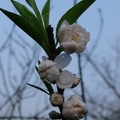 春風中，初綻的花苞特別美