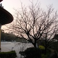 向晚時分，這株吉野櫻枝椏挺拔，正準備綻放一身的精華