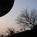 這是圍繞在「真元天壇」建物旁的吉野櫻尚未開花的景像