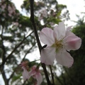 花箋寄情--淡水天元宮的櫻花