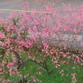 俯看路旁盛開的山櫻花，特別嬌媚