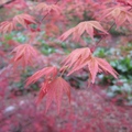 花箋寄情-福壽山農場 楓紅