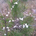 疾風寒雨中，藍茵湖畔開出一枝小白花，有仙風道骨的氣質