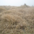 高山上疾風寒雨，生存環境很嚴酷，藍茵湖畔的草色枯黃