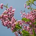 春意濃，芳華正盛，武陵農場的櫻花，努力展現一身妍麗