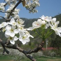 春陽照耀下，武陵農場的梨花盛開，潔白光燦，令人欣喜