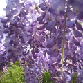 豐美碩大的紫藤花串垂掛下來，華麗無比