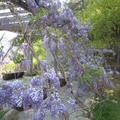 武陵農場的紫藤花架，垂滿盛開的紫藤花