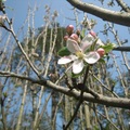 蘋果花開了！嬌嫩的花苞和淺粉紅的花瓣，看了讓人憐愛