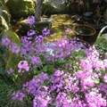 百草千花的武陵農場，隨處可見紫色的櫻草花