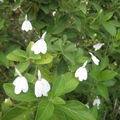 「白鶴靈芝」開出小小的白花，真像是昂頭展翅的白鳥，好可愛