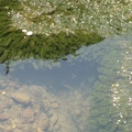竹子湖親水步道水草茂盛，小魚兒悠游水中，其樂無比