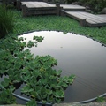 竹子湖景觀步道旁長滿「水芙蓉」，初夏時散步其間，很清涼，很浪漫