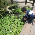 竹子湖的水塘裡有許多小生物，引得孩子細心觀察