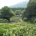 初夏漫步在竹子湖的海芋田，情調非凡
