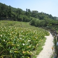 竹子湖賞花步道旁的海芋田，已有班班黃葉了