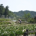 初夏來臨，竹子湖的老農，正在除草整地，因為海芋田要休息保養了