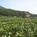 頂湖的海芋田，已是初夏的景觀了