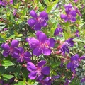 初夏的嬌陽下，一叢艷紫的花，燦爛奪目