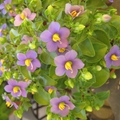花箋寄情--黃心紫花