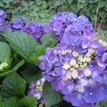 紫色的繡球花真美，花萼像飛舞的小蝴蝶