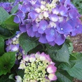 花箋寄情--紫色的繡球花
