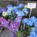 各種顏色的繡球花，擺在路旁賣，三束100元
