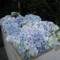 這是竹子湖花農剛採下的繡球花，淡淡的藍色，好美！