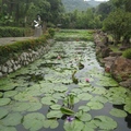 「至德園」的荷花池，是一長方型的水塘，池裡種滿了名品荷花