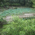 花箋寄情--碧雲搖曳的至德園