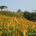 六十石山「望月亭」前有一片盛開的金針花田，是花農特別留下來給觀光客拍照的。