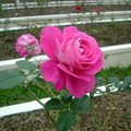 名為「瑪利亞卡拉斯」的紅玫瑰，真美！