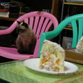 咪咪與老媽的生日蛋糕