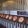 砂島-貝殼砂展示館