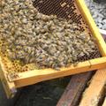 台一休閒農場-蜜蜂