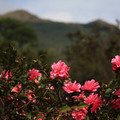 冬風吹拂山茶開！又到拜訪陽明山茶花園的季節....