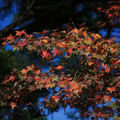 陽明山初冬 - 紅楓