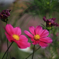 蘭陽平原 -  繽紛波斯菊