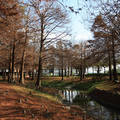 宜蘭羅東公園的落羽松森林，除了奧萬大，是台灣島內頗大面積的栽種。置身松林間，松香撲鼻... 
