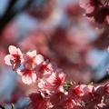 山櫻花綻放了，陽明山仰德大道上，山路旁及家戶牆內一樹樹的嫣紅，櫻色美！   
